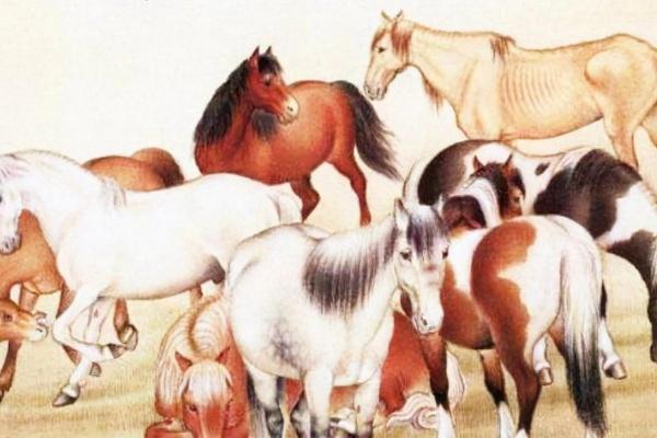 志在四方指什么生肖(志在四方指什么生肖动物)