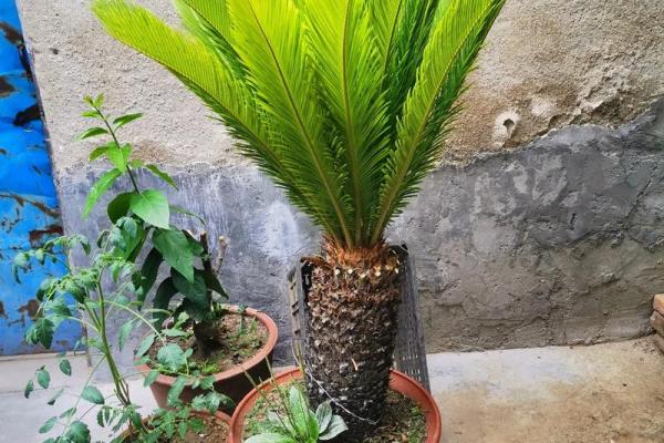 铁树开花是什么生肖啊(铁树开花上一句是什么)