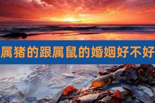 属鼠和属猪2020什么时候结婚