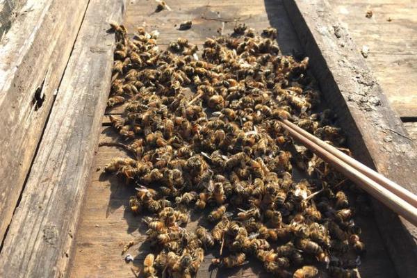 蜂出泉流是什么生肖(出蜂口流在什么位置好) 蜂出泉流是什么生肖(出蜂口流在什么位置好)