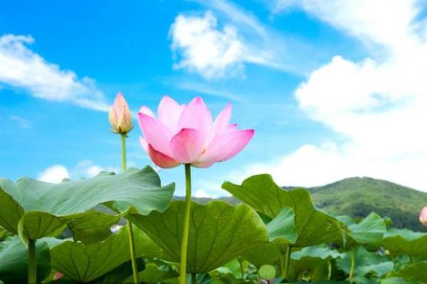 2025属龙人财运逐月解析全年财富趋势全掌握