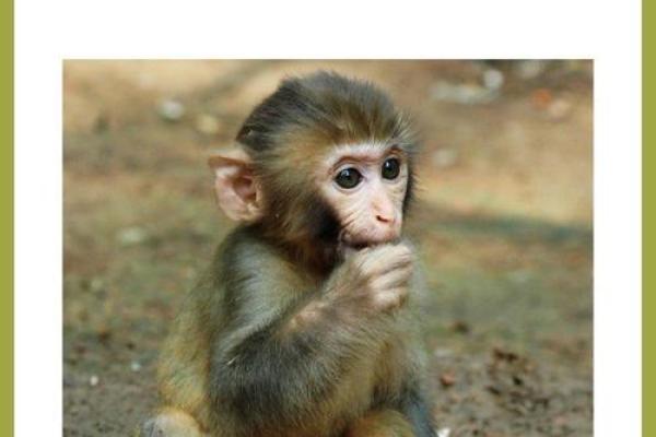 伶牙俐齿指的是什么生肖 伶牙俐齿指的是什么生肖