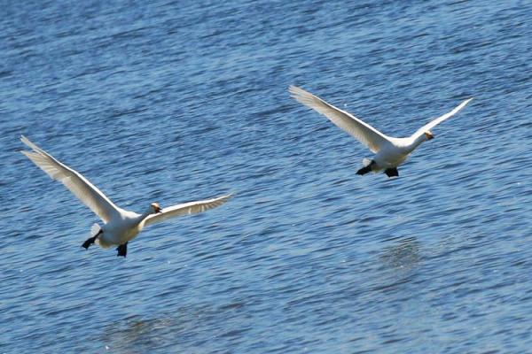 白云朵朵鸟飞来是什么生肖 白云朵朵鸟飞来是什么生肖