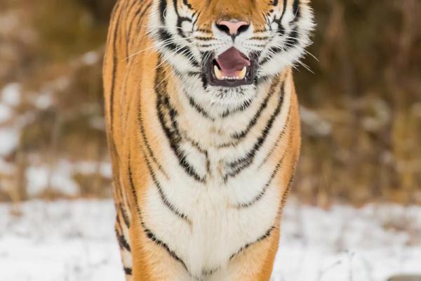 “虎头虎脑”打一生肖是什么，虎头虎脑什么生肖答案解释释义落实