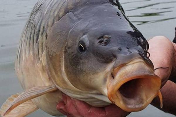 梦见很大的鱼 梦见很大的鱼