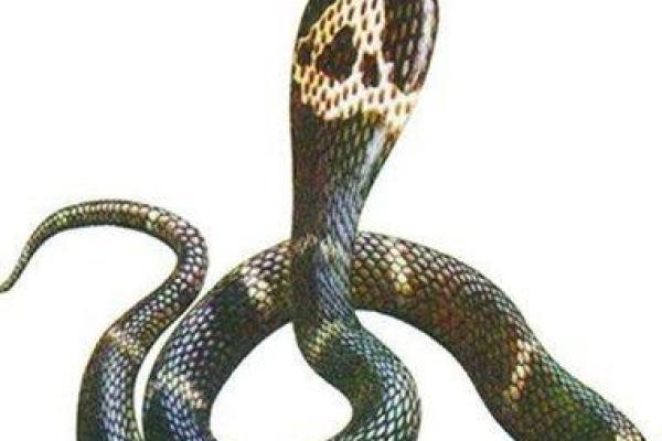 男人梦见被蛇咬了是什么征兆 男人梦见被蛇咬了是什么征兆