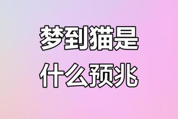 做梦梦到好多猫 做梦梦到好多猫